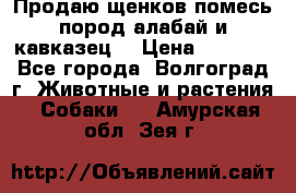 Продаю щенков помесь пород алабай и кавказец. › Цена ­ 1 500 - Все города, Волгоград г. Животные и растения » Собаки   . Амурская обл.,Зея г.